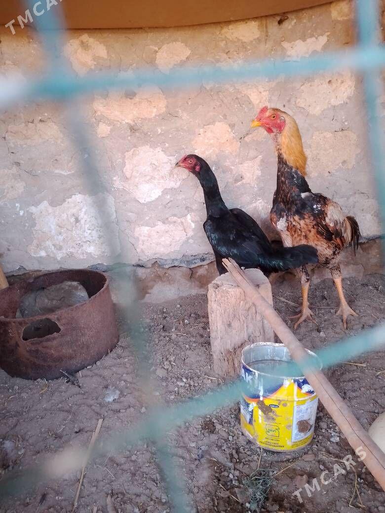 bayes horaz - Dostluk - img 1