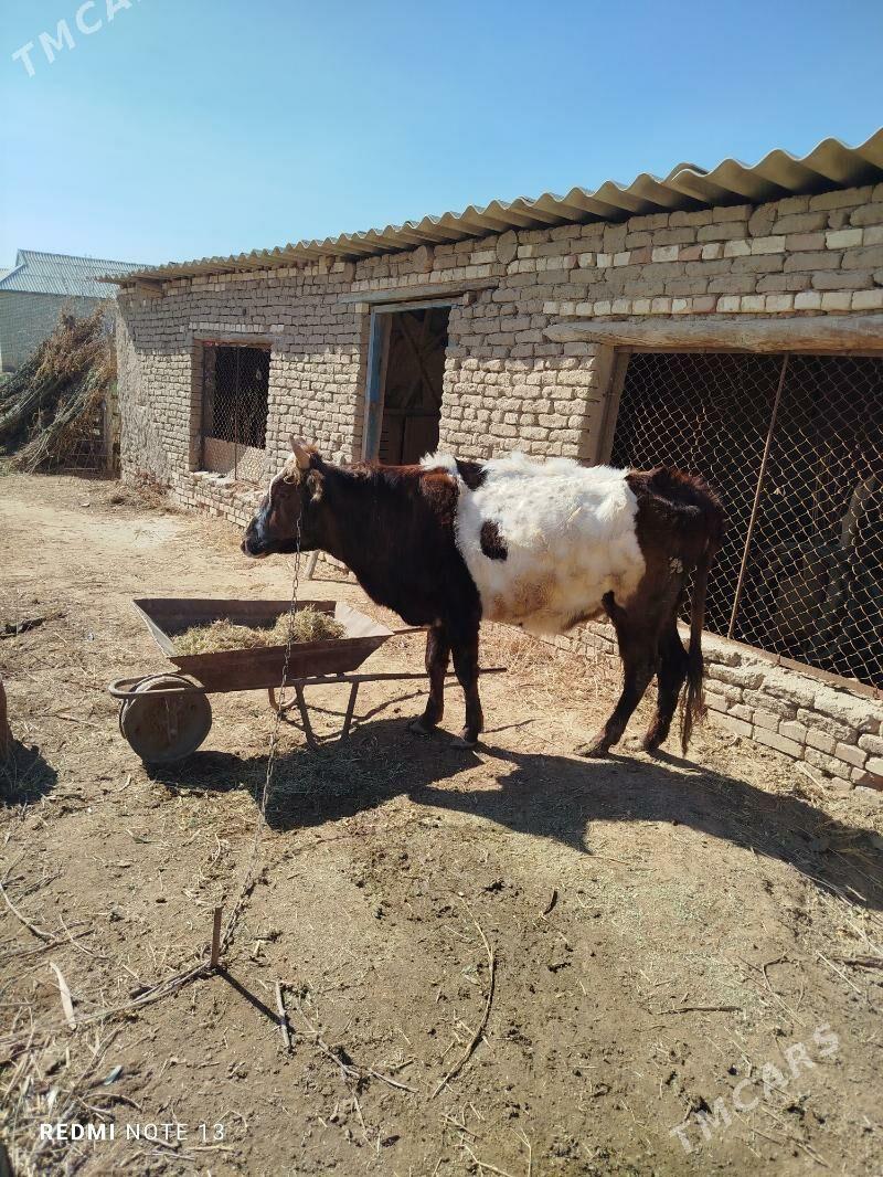 sygyr - Murgap - img 1