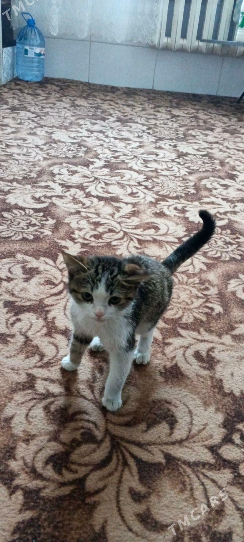 pişik котёнок - Дашогуз - img 1