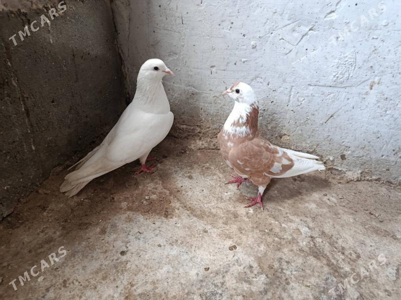 kepderi. - Гызыларбат - img 1