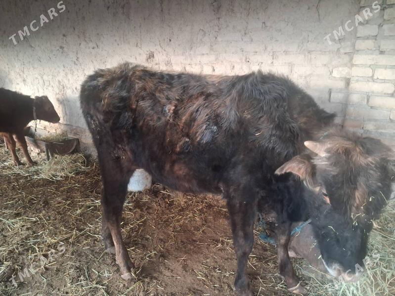 окиз - Туркменабат - img 1