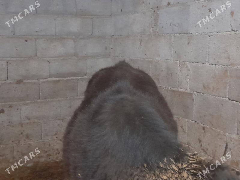 ÖKIZ BAKYDA DURAN GIBIRIT - Bagyr - img 1