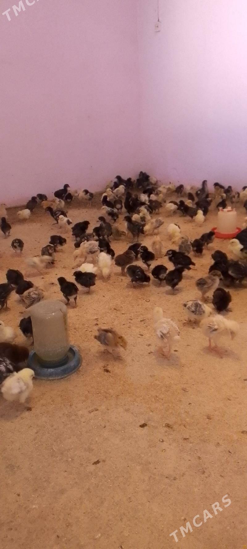 juyjeler - Sakar - img 1