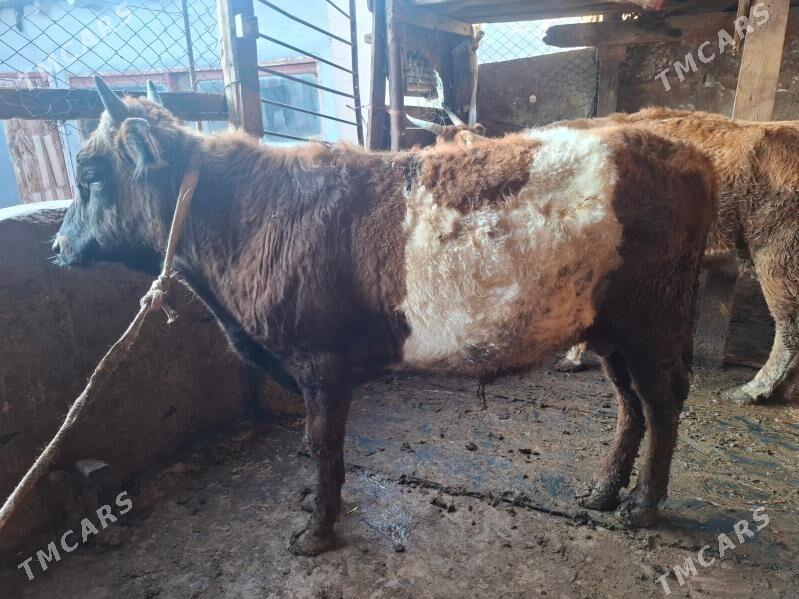 Okuz - Balkanabat - img 1