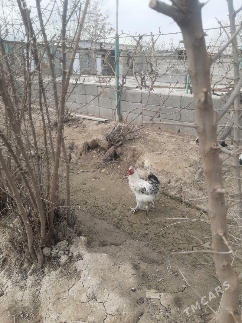 Balakly horaz 8 aýlyk towuk - Ak bugdaý etraby - img 1