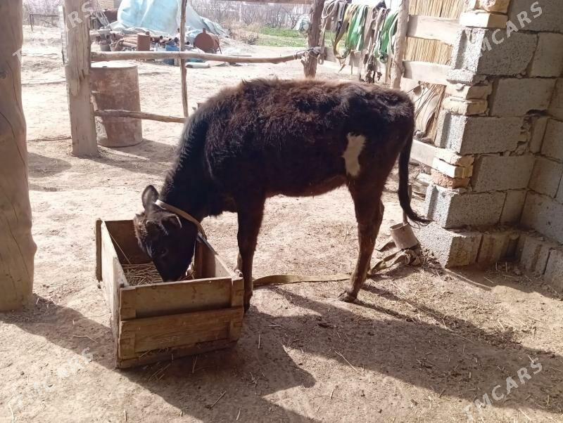 gulajyn - Mary - img 1