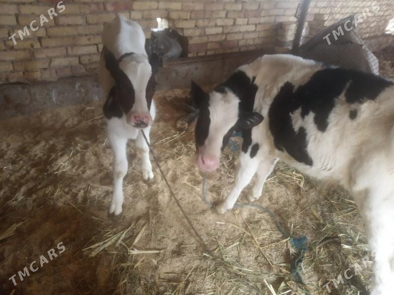 Goleler - Farap - img 1