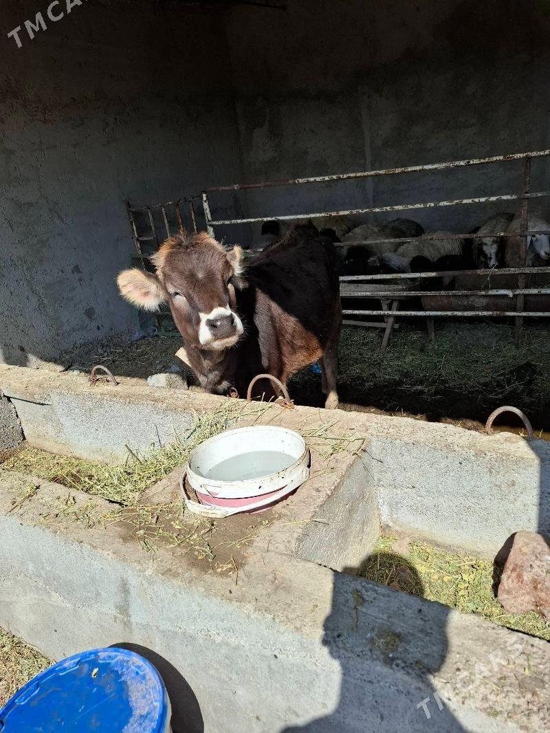 tuwe - Кака - img 1