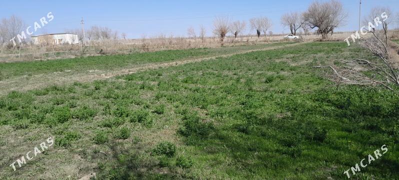 melek yer - Ýolöten - img 1