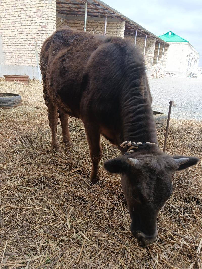 Tuwe. - Бахарден - img 1