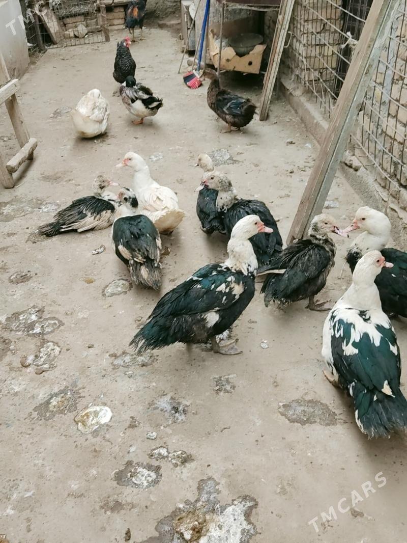 muskus erkeg urgacy - Türkmenabat - img 1