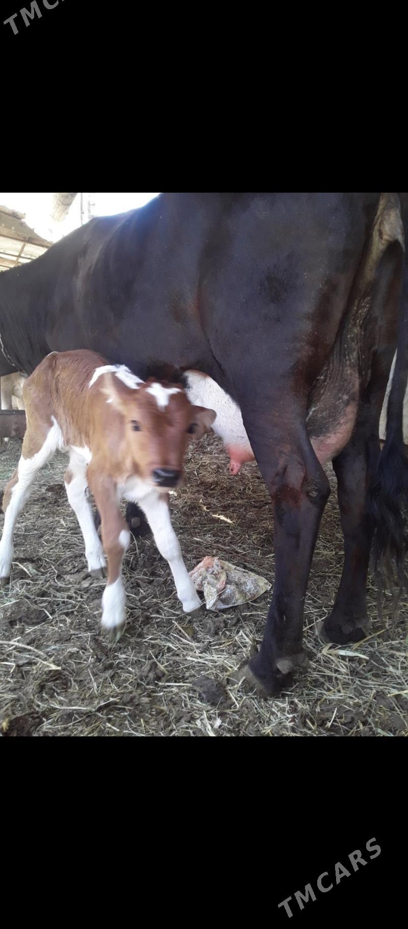 goleli sygyr - Bagyr - img 1