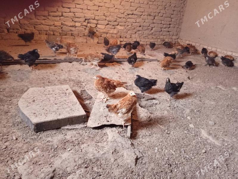 juyje - Дашогуз - img 1