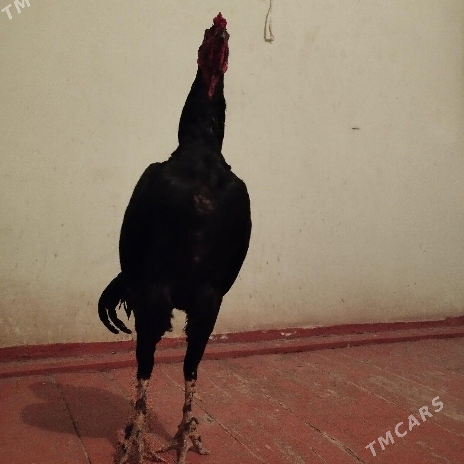 Dekan - Akdepe - img 1