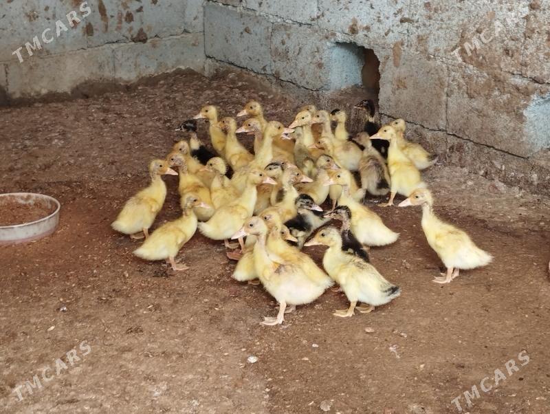 ördek gak gak - Gypjak - img 1