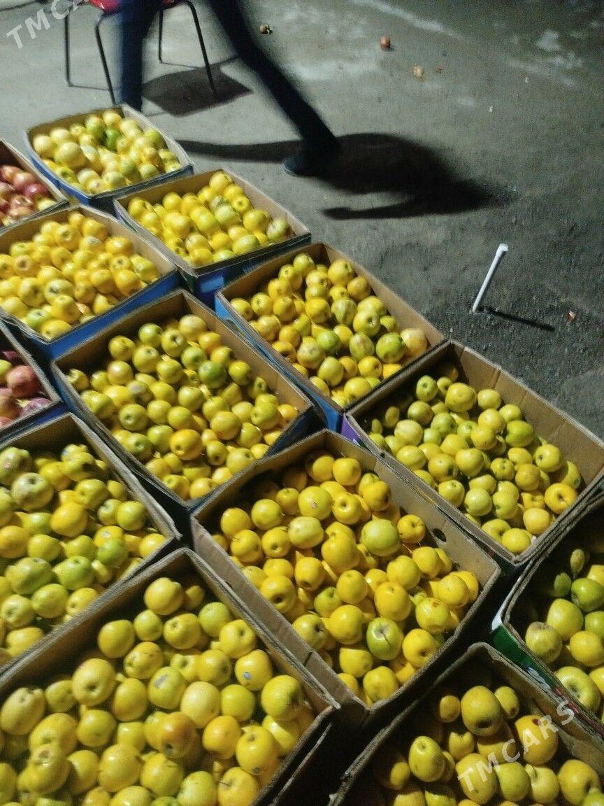 isgar gerek - Багир - img 1