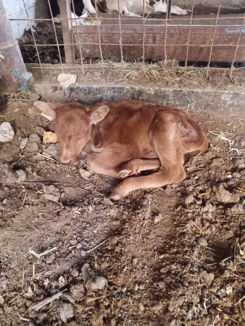 Sygyr. - Саят - img 1