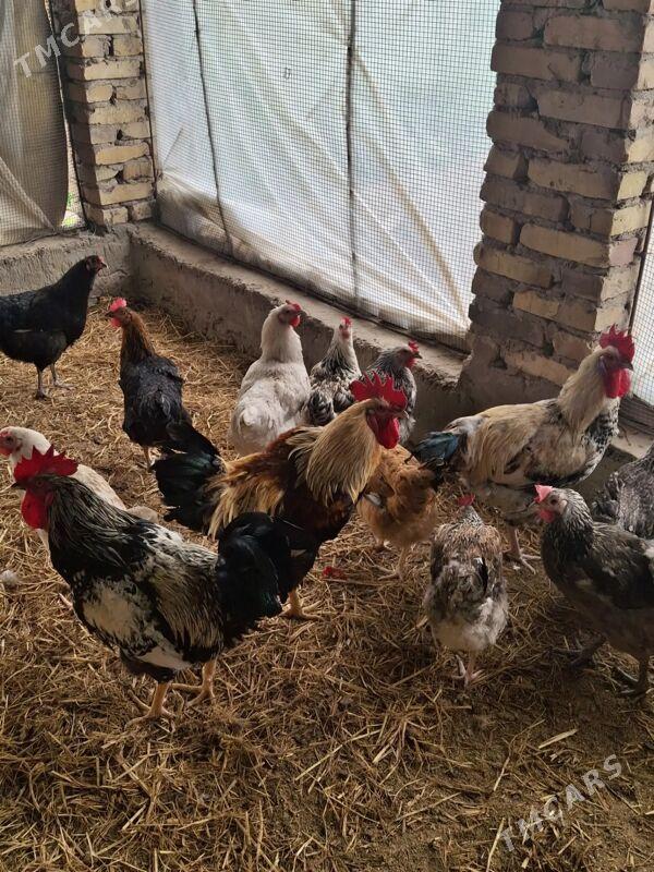 Gigant towuk horaz - Türkmenabat - img 1