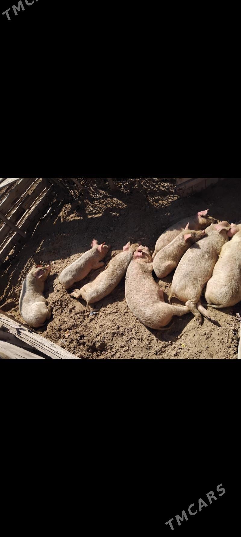 DONUZ JOJUK донуз мары - Mary - img 1