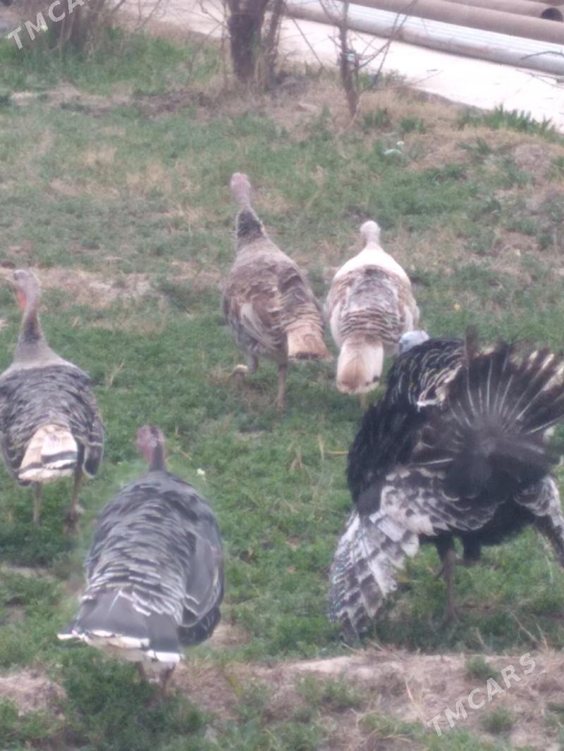 ундук - Çärjew - img 1