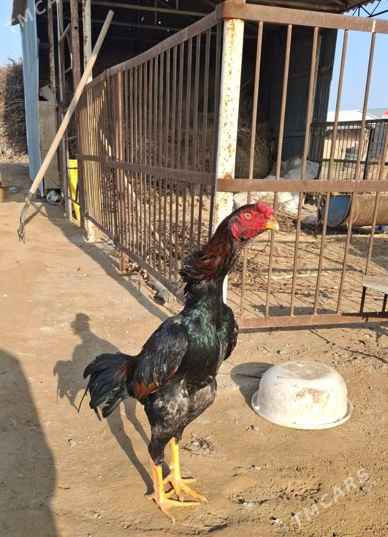 Gowy jüýje horaz - Sakarçäge - img 1