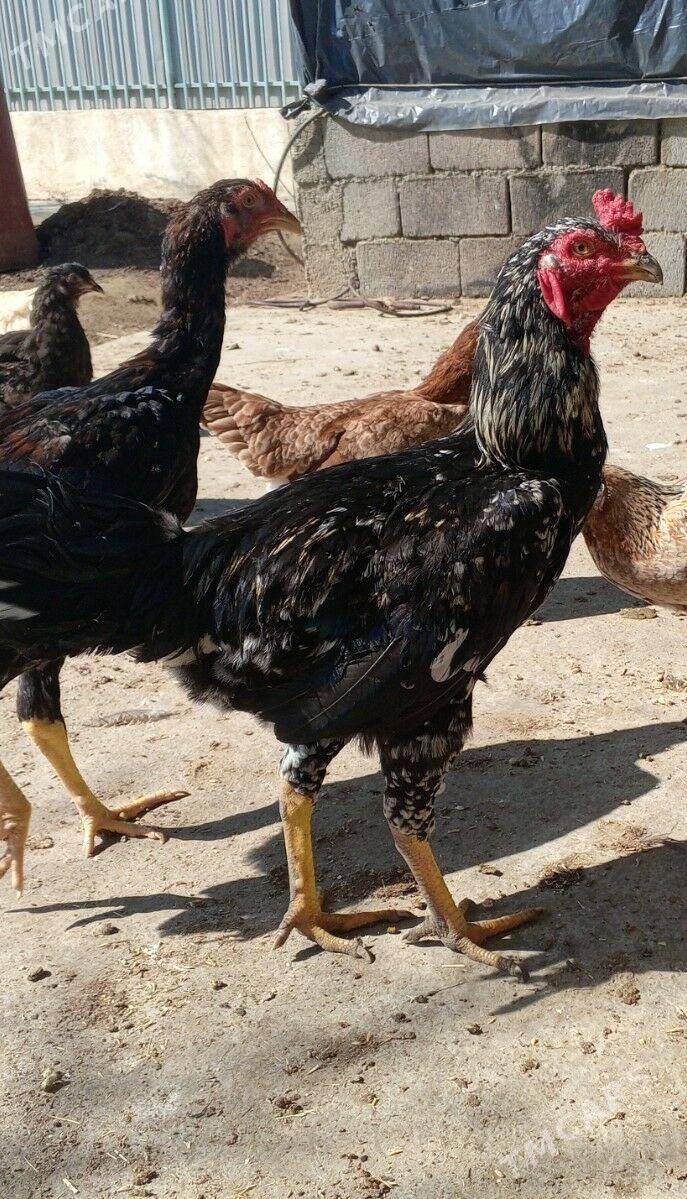 taşkent - Täze zaman - img 1