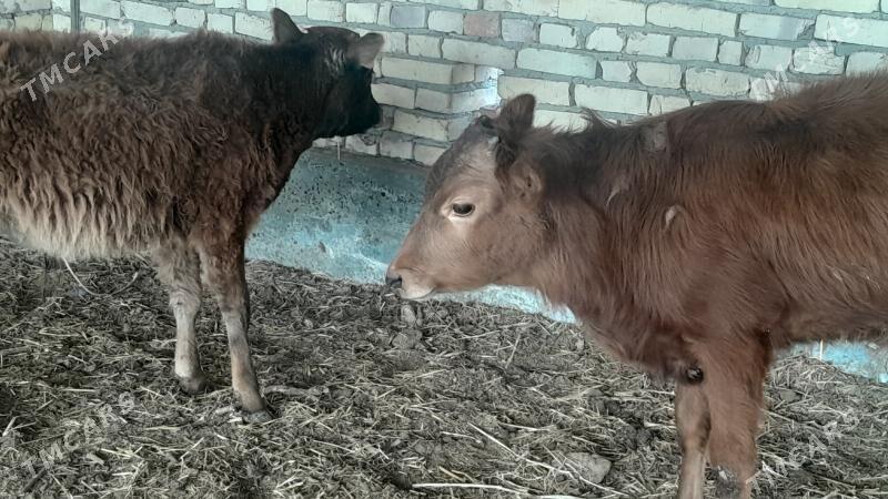 okuzce we unajyn - Sakar - img 1