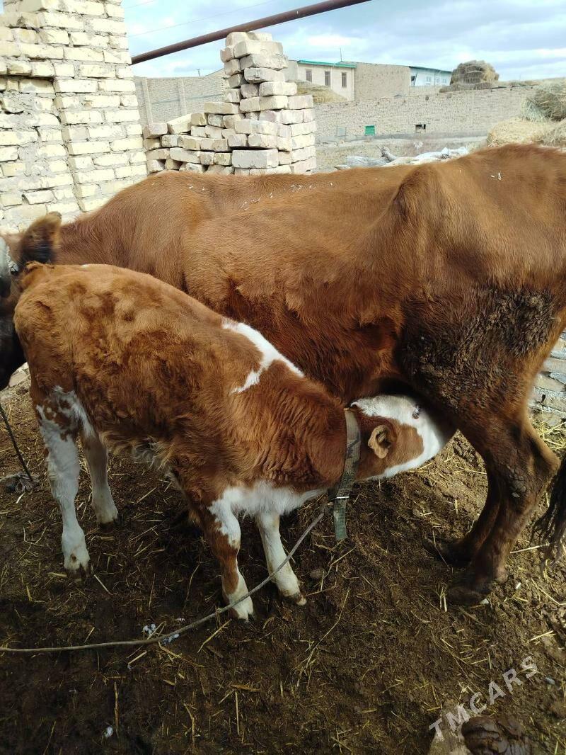 САГЛЫК СЫГЫР - Чарджоу - img 1