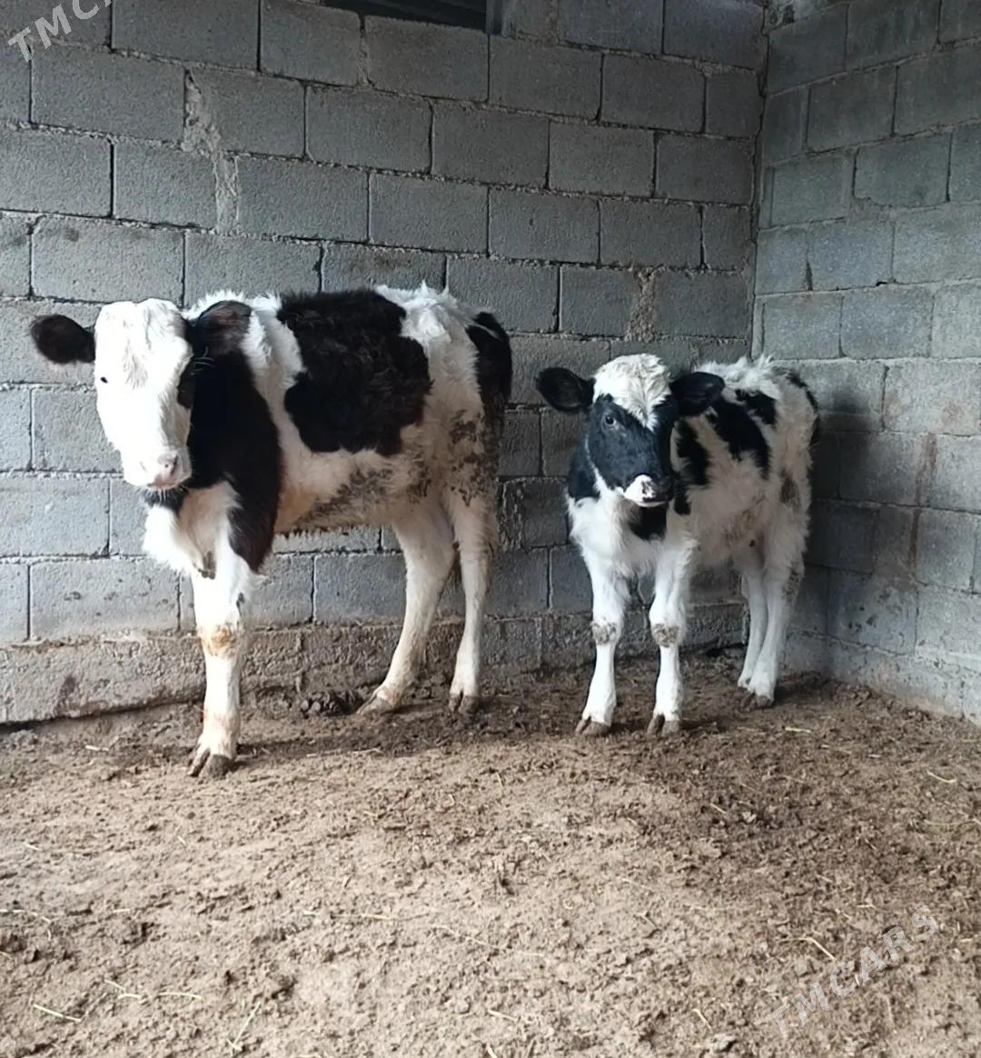 Golişdeÿin tüweler - Бузмеин - img 1