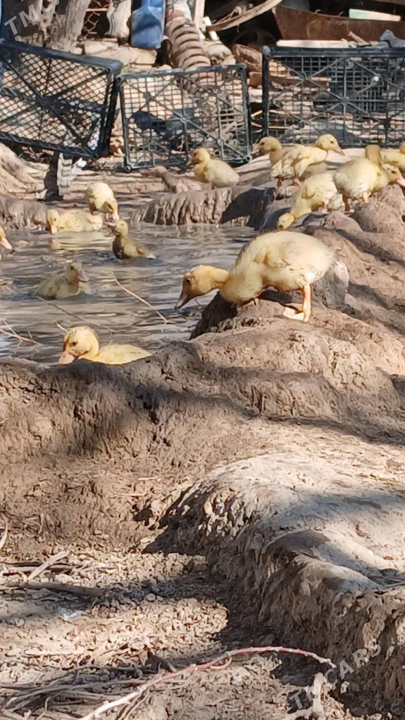 gak gak ordek - Мургап - img 1