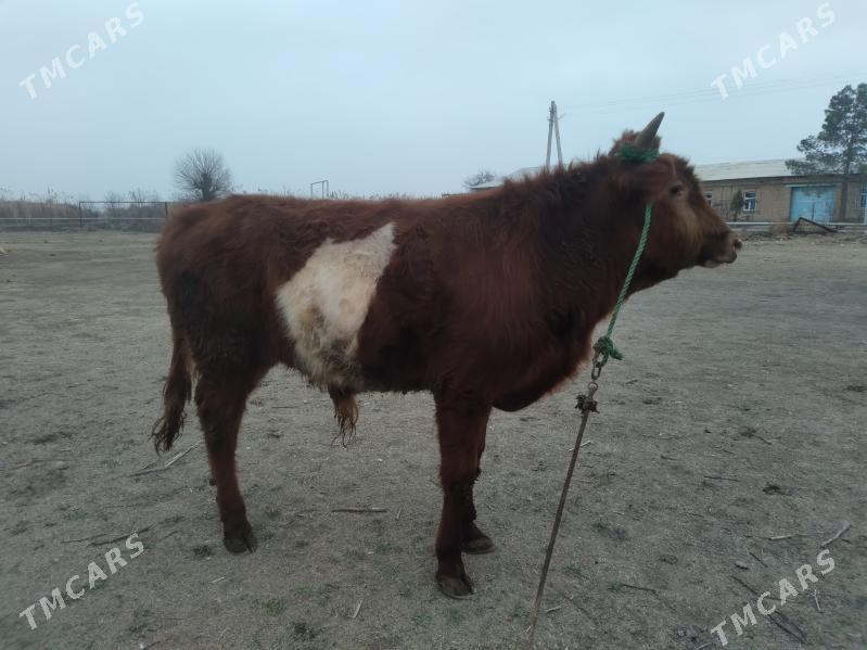 baklyk öküz - Çärjew - img 1