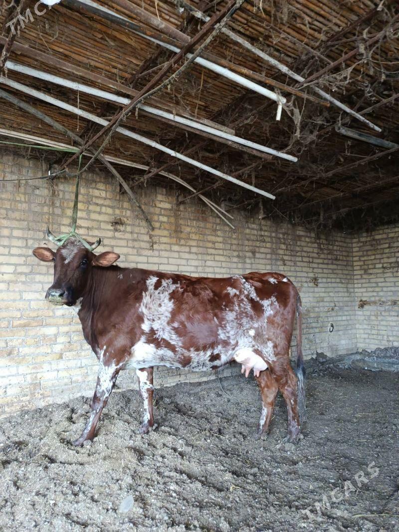 красны стипной голели сыгыр - Чарджоу - img 1