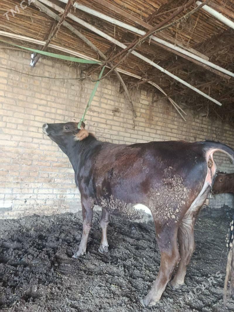 арасса шивет богаз унаджын - Чарджоу - img 1