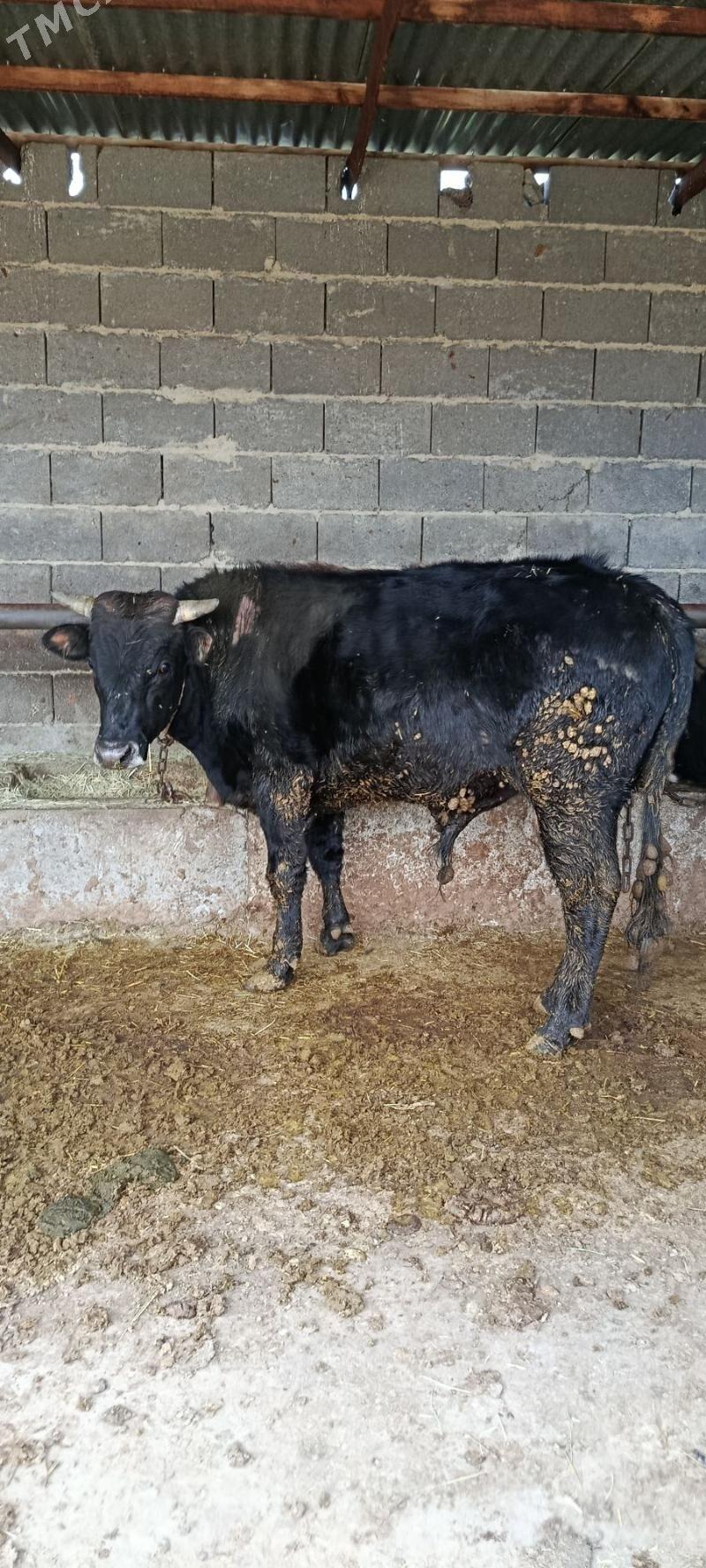 Okuz baklan 4 sani - Бахарден - img 1