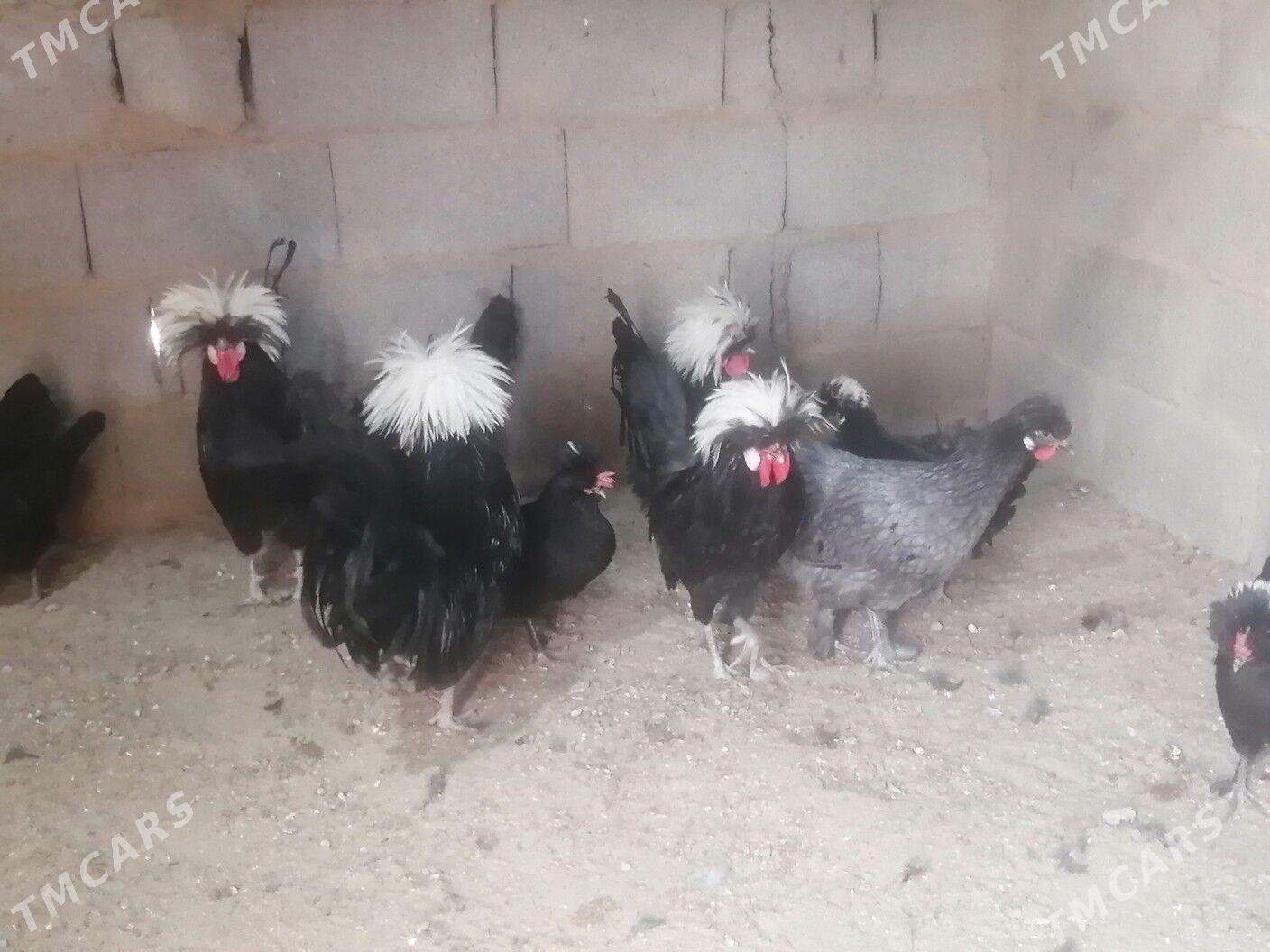 Satlyk Ýumurtga - Ашхабад - img 1