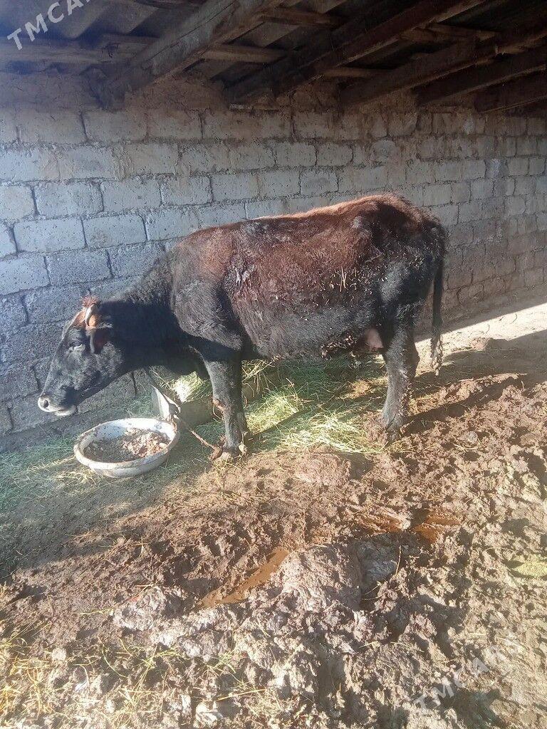 SYGYR - Ýaşlyk - img 1