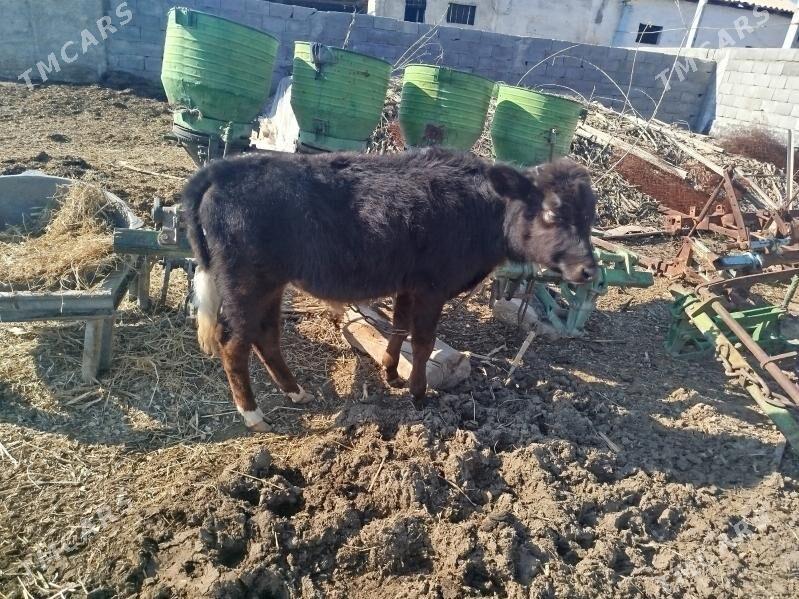 òkizçe - Ak bugdaý etraby - img 1