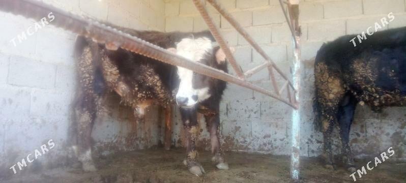 окуз - Bäherden - img 1