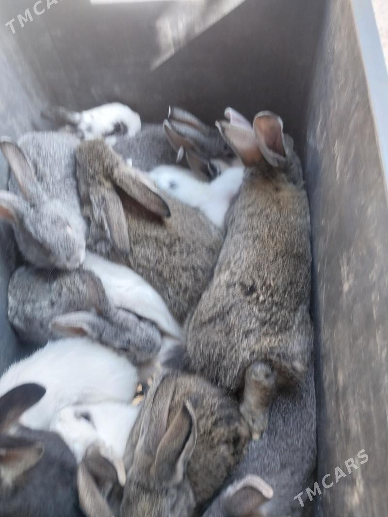 TOWŞAN - Мары - img 1