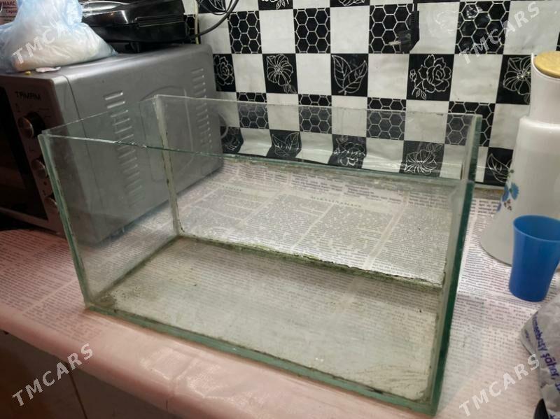 аквариум - Туркменбаши - img 1