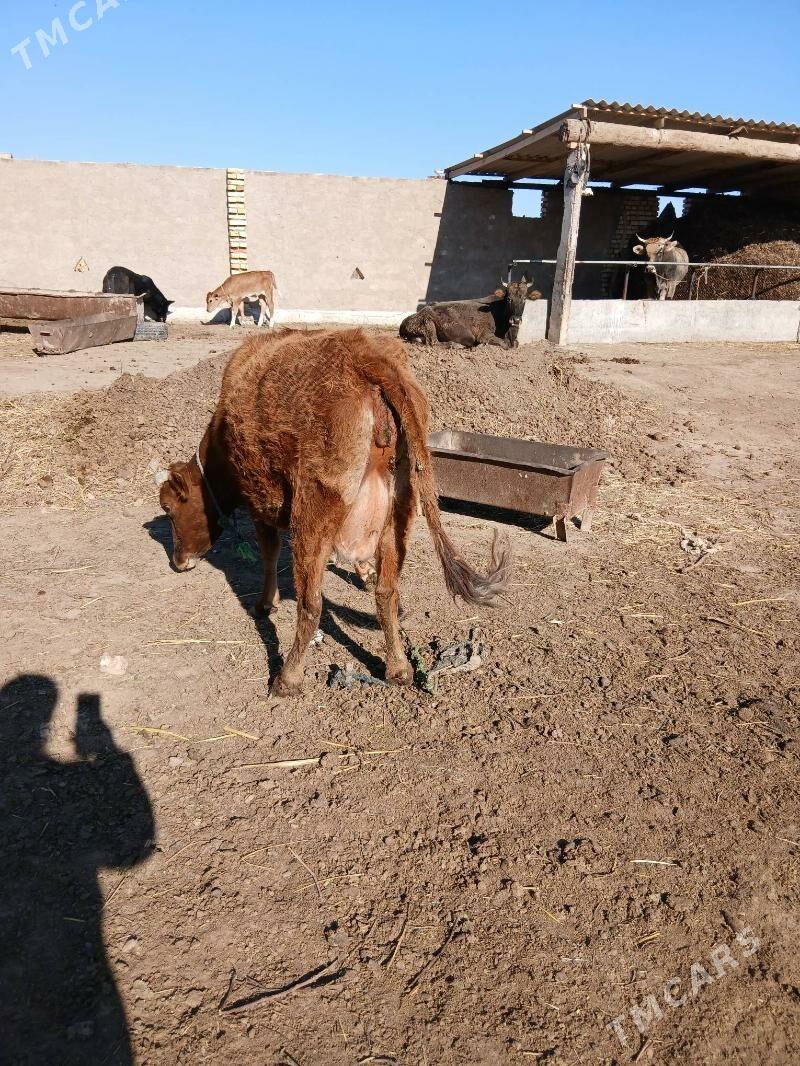 goleli sygyr - Babadaýhan - img 1