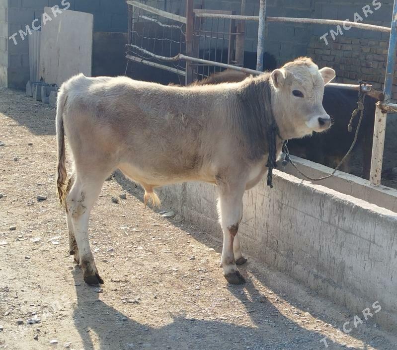 Okuz - Bäherden - img 1