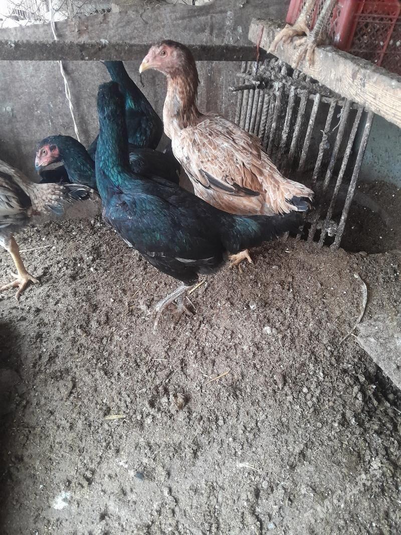 towuk juyjeler - Фарап - img 1