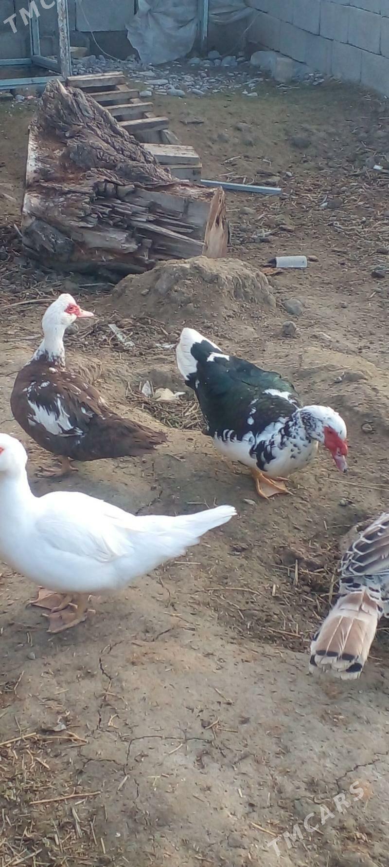 индевутга - Ak bugdaý etraby - img 1