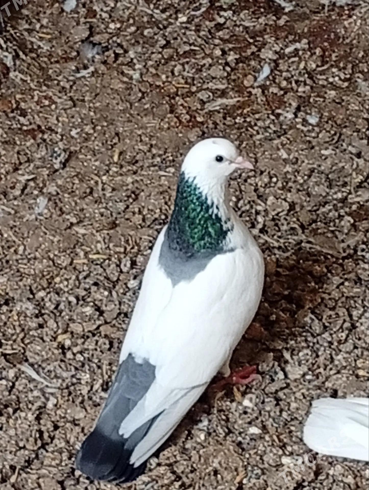 kepderi - Берекет - img 1