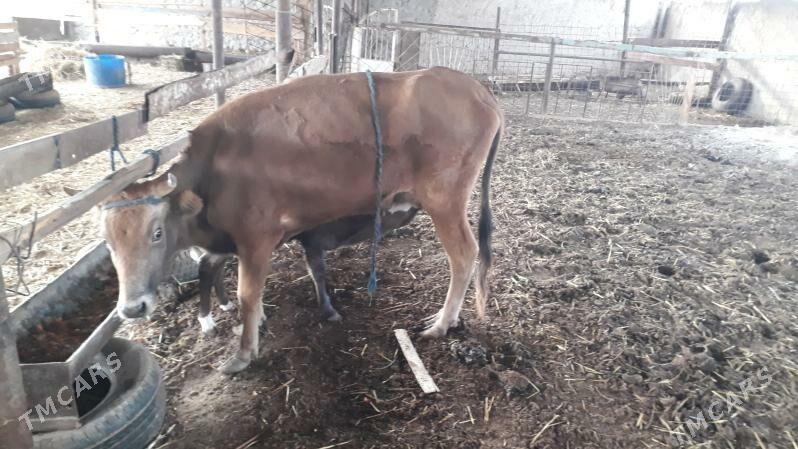 goleli sygyr - Балканабат - img 1