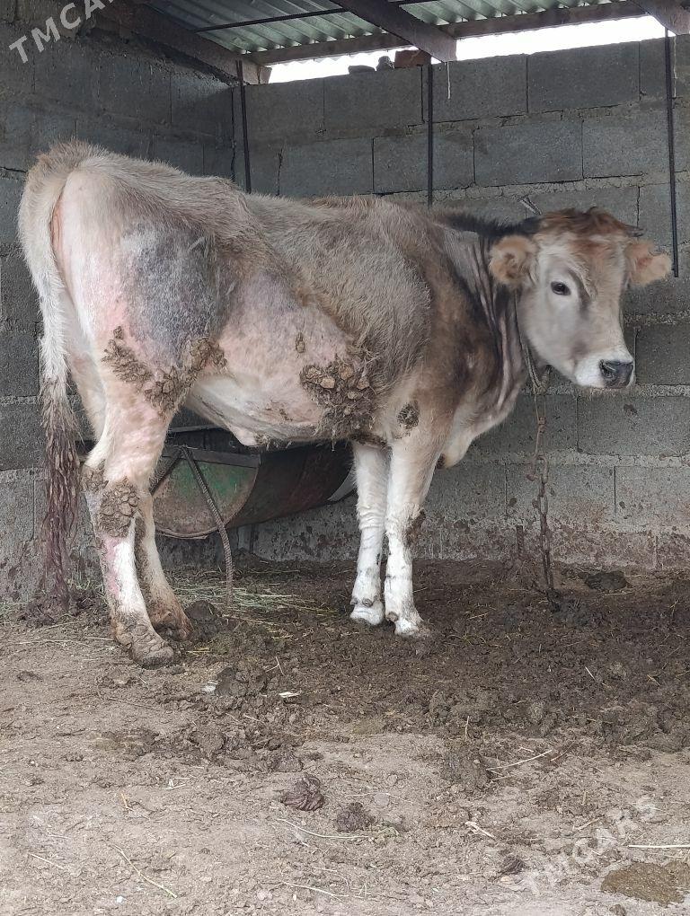 semiz sygyr - Bäherden - img 1