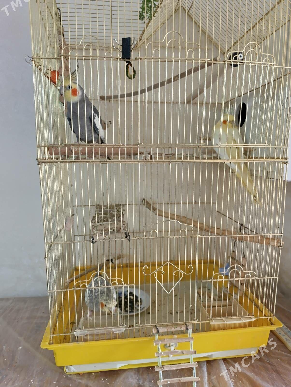 Попугай Карела,готовая пара 2г - Ашхабад - img 1