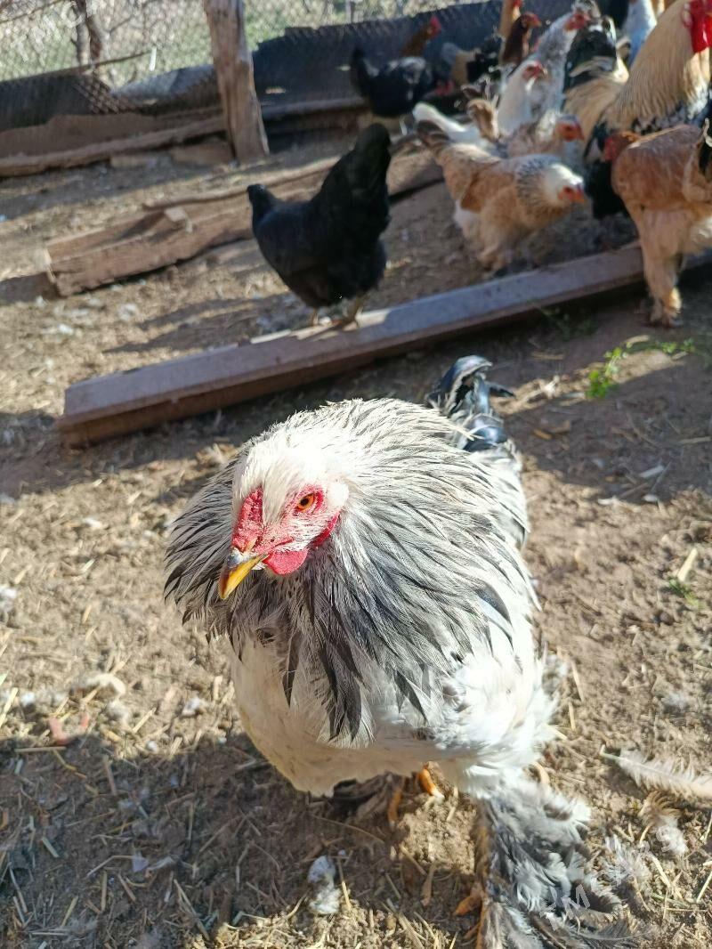 Gigant juje - Сакарчага - img 1