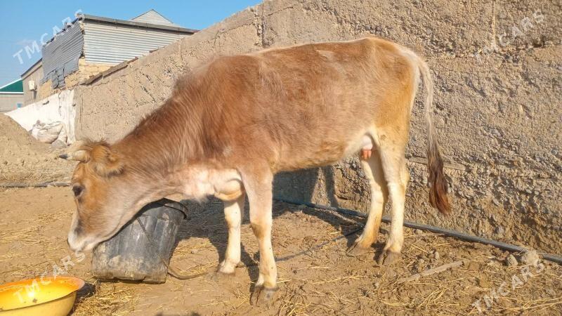 sygyr tuwe - Гёкдепе - img 1